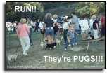 Help!!! PUGS!